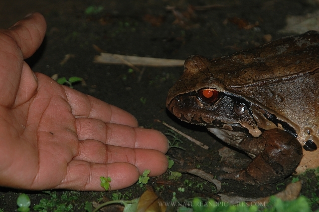 andes, amazon, wildlife, ecuad-02.jpg - AMAZON RAINFOREST - ECUADOR